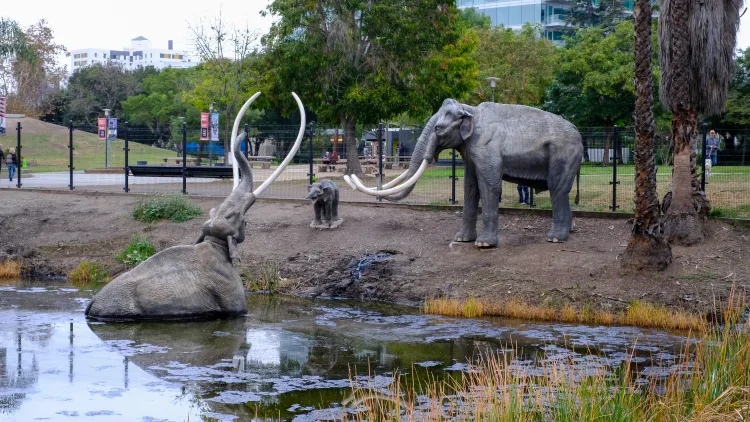 The extinction of large, Ice Age mammals coincided with the arrival of humans, according to researchers who studied bones from the La Brea Tar Pits and Lake Elsinore.
