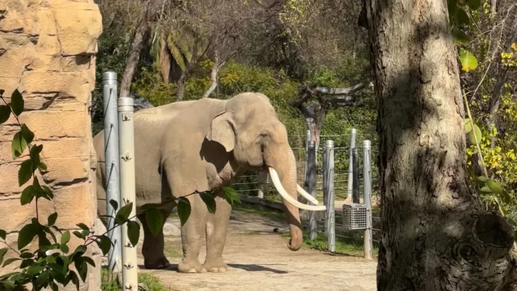 Activists are calling on the LA Zoo to release its elephants to sanctuaries after an elephant was euthanized in January, the second to die within a year.