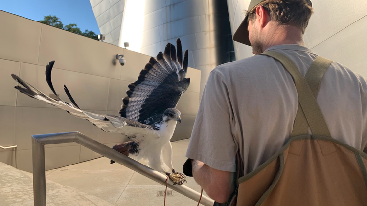 Urban falconer Adam Baz has carved out an interesting career for himself and his four birds of prey in a city with a lot of pigeons and crows to chase.