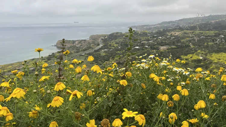Last winter’s rains accelerated a slow landslide in Rancho Palos Verdes, leading to cracked homes and trail damage at a popular reserve. What will El Niño do?