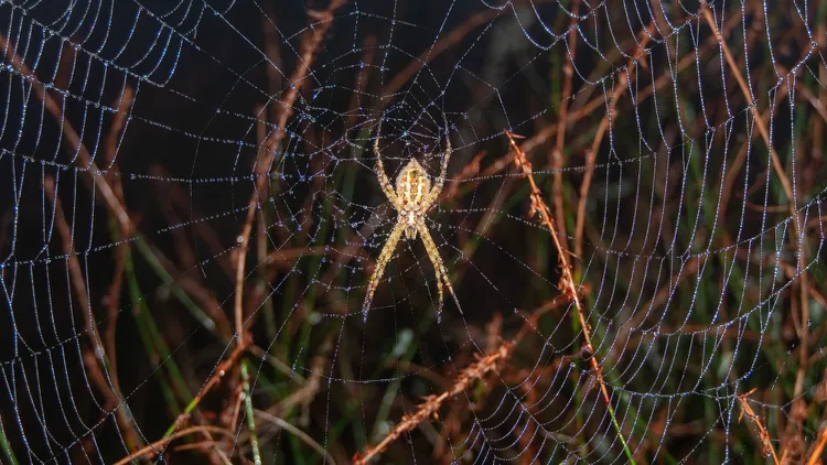 LA is in the height of spooky (and spider) season, so the Nature Nexus Institute is holding a “Spooky Critter Crawl” to highlight some of the city’s creepiest residents.